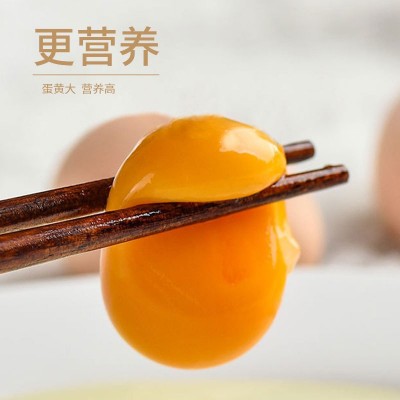 竹林蛋土鸡蛋30枚农家谷物喂养笨鸡蛋无抗营养鸡蛋健康好吃可代发