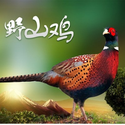 湖北散养高品质七彩山鸡鲜活优质芦花鸡