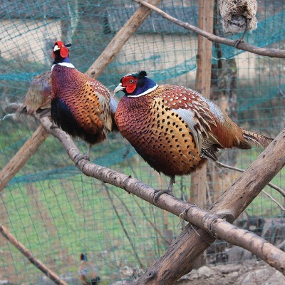 湖北散养高品质七彩山鸡鲜活优质芦花鸡图3