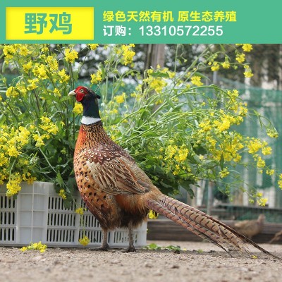 湖北散养高品质七彩山鸡鲜活优质芦花鸡图2