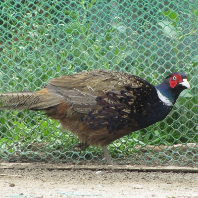 湖北散养高品质七彩山鸡鲜活优质芦花鸡图4