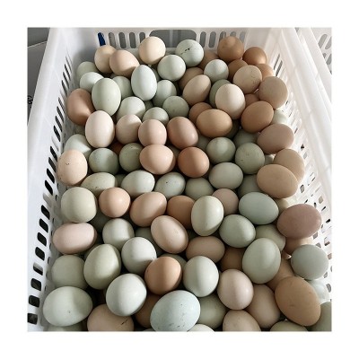 深山散养土鸡蛋农家生态粮食走地鸡鲜蛋30枚装包邮破损包赔鸭蛋图5