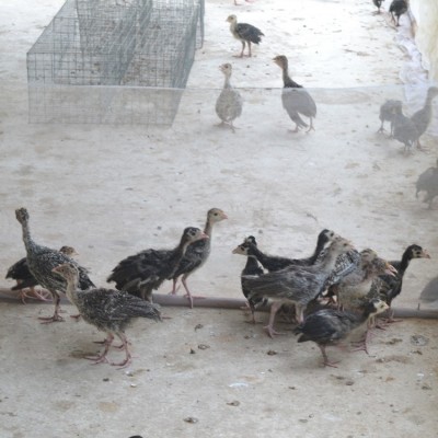 火鸡火鸡苗小火鸡军曼脱温火鸡苗一月龄鸡苗已防疫青铜苗10只起发图3