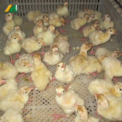 火鸡火鸡苗小火鸡军曼脱温火鸡苗一月龄鸡苗已防疫青铜苗10只起发