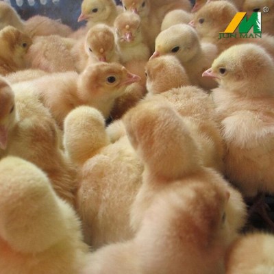 火鸡火鸡苗小火鸡军曼脱温火鸡苗一月龄鸡苗已防疫青铜苗10只起发图2