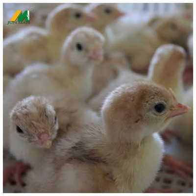 火鸡火鸡苗小火鸡军曼脱温火鸡苗一月龄鸡苗已防疫青铜苗10只起发图5