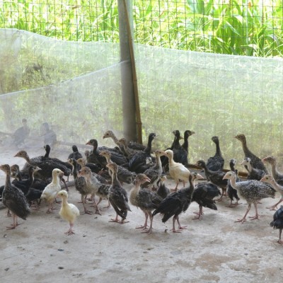 火鸡火鸡苗小火鸡军曼脱温火鸡苗一月龄鸡苗已防疫青铜苗10只起发图4