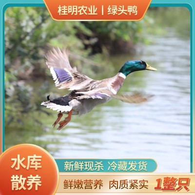 【鸭】有机认证现杀现发速冻包邮新鲜鸭肉农家散养鸭子绿头老鸭图3