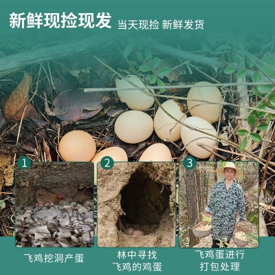 有机认证土鸡蛋养殖场批发鸡蛋 新鲜山地生态土鸡蛋供应销售图3