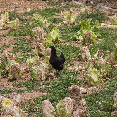 【乌鸡】现货龙游农家散养母鸡现杀新鲜生鸡肉山林乌鸡厂家供应图2
