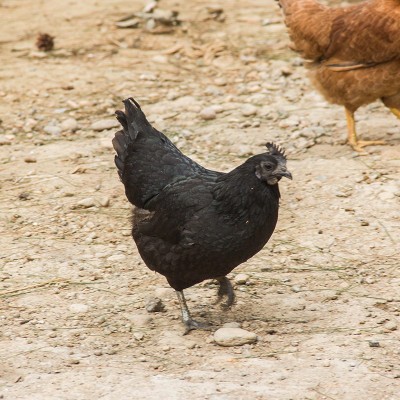 【乌鸡】现货龙游农家散养母鸡现杀新鲜生鸡肉山林乌鸡厂家供应图3