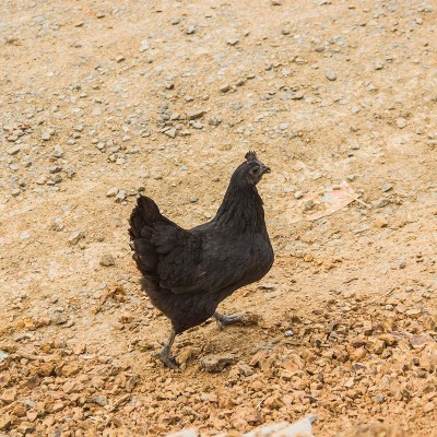 【乌鸡】现货龙游农家散养母鸡现杀新鲜生鸡肉山林乌鸡厂家供应图4