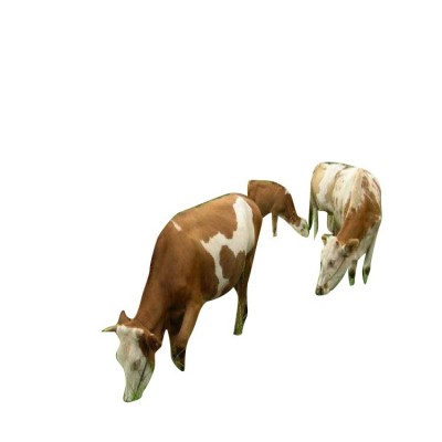 西门塔尔牛犊 牛苗基地 屠宰肉牛活牛市场行情图4