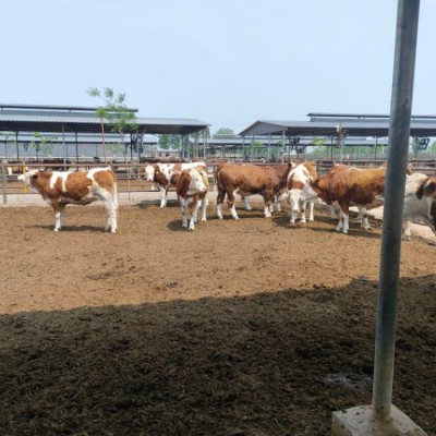 育肥牛牛犊 黄牛养殖场 纯种西门塔尔牛价格 大型肉牛养殖场图2