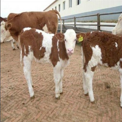育肥牛牛犊 黄牛养殖场 纯种西门塔尔牛价格 大型肉牛养殖场