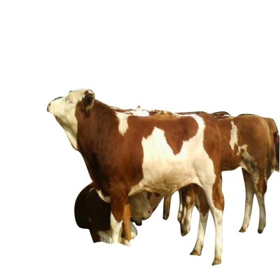 牛出栏牛价查询 活肉牛交易批发市场 西门塔尔肉牛崽价格图4