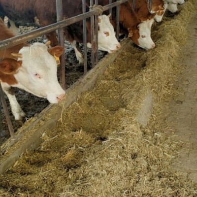 牛出栏牛价查询 活肉牛交易批发市场 西门塔尔肉牛崽价格图3