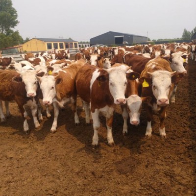 西门塔尔肉牛苗 小牛犊价格 怀孕母牛 提供技术资料 2头图5