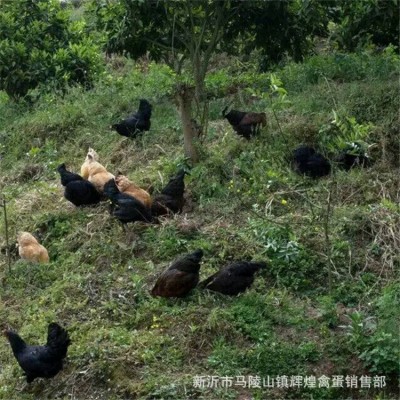 农家批发大号绿壳鸡蛋新鲜散养绿壳乌鸡蛋农家土鸡蛋 绿壳草鸡蛋图4