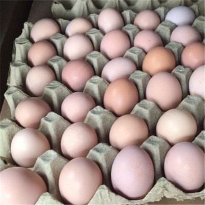 大量批发新鲜散养土鸡蛋草鸡蛋笨鸡蛋粉壳鲜鸡蛋量大价优个头小图2