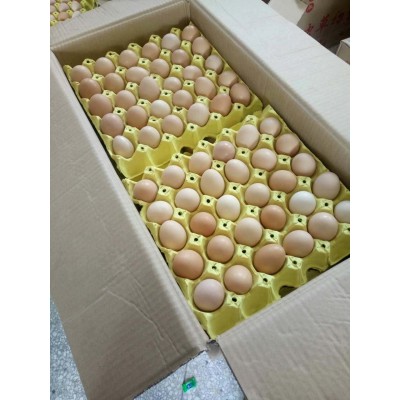 大量批发新鲜散养土鸡蛋草鸡蛋笨鸡蛋粉壳鲜鸡蛋量大价优个头小图5
