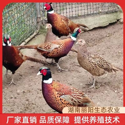 七彩山鸡苗小鸡仔活体厂家直卖出壳一日龄鸡活苗支持养殖技术指导