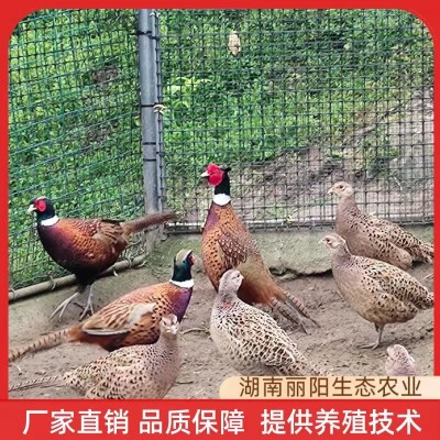 七彩山鸡苗小鸡仔活体厂家直卖出壳一日龄鸡活苗支持养殖技术指导图2