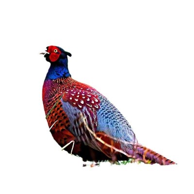 七彩山鸡苗小鸡仔活体厂家直卖出壳一日龄鸡活苗支持养殖技术指导图5