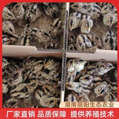 七彩山鸡苗小鸡仔活体厂家直卖出壳一日龄鸡活苗支持养殖技术指导图4