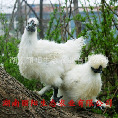 鸡苗批发白乌鸡苗白凤乌骨鸡竹丝鸡泰和乌鸡另有五黑乌绿壳蛋鸡苗图2