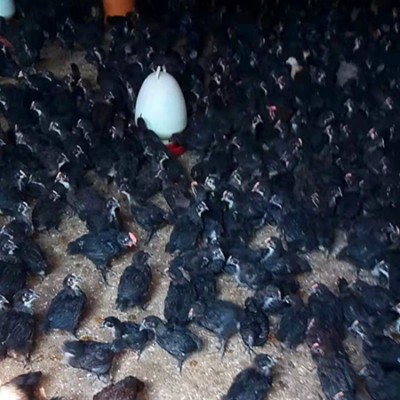 出售脱温小鸡仔活体五黑绿壳蛋鸡苗黑乌鸡仔山地放养小脚跑地鸡苗图4