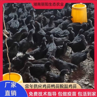出售脱温小鸡仔活体五黑绿壳蛋鸡苗黑乌鸡仔山地放养小脚跑地鸡苗