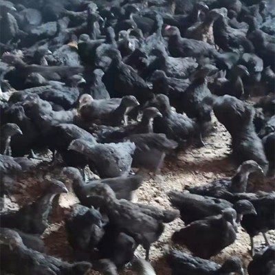 出售脱温小鸡仔活体五黑绿壳蛋鸡苗黑乌鸡仔山地放养小脚跑地鸡苗图2