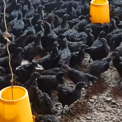 出售脱温小鸡仔活体五黑绿壳蛋鸡苗黑乌鸡仔山地放养小脚跑地鸡苗图3