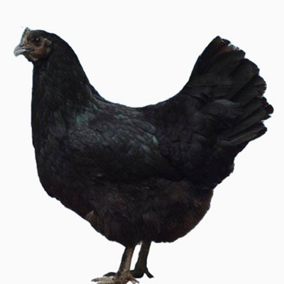 出售脱温小鸡仔活体五黑绿壳蛋鸡苗黑乌鸡仔山地放养小脚跑地鸡苗图5