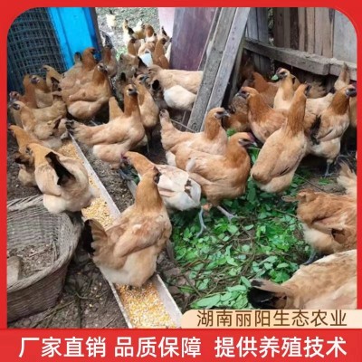 厂家直销黄羽乌鸡活体小鸡崽土鸡苗母鸡仔农村放养山地鸡易活好养