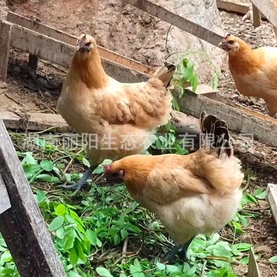 厂家直销黄羽乌鸡活体小鸡崽土鸡苗母鸡仔农村放养山地鸡易活好养图2