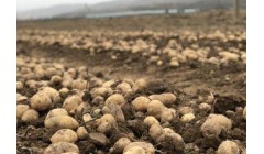 甘肃定西:一颗马铃薯的“升级跳”