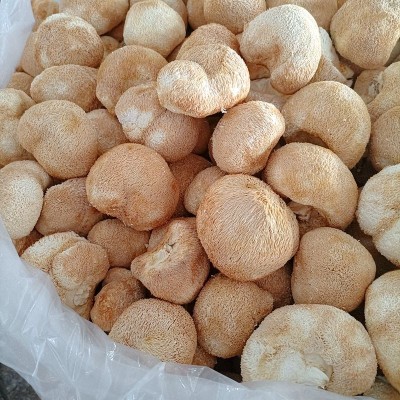 【一件起批】古田猴头菇干货500g食用菌菇煲汤食材特产新货无硫图4