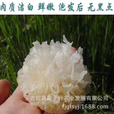 地方特产干货仿椴木小银耳一煮即糯雪耳羹福利团购酒店家庭火锅底图5