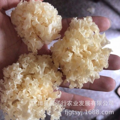 地方特产干货仿椴木小银耳一煮即糯雪耳羹福利团购酒店家庭火锅底图3