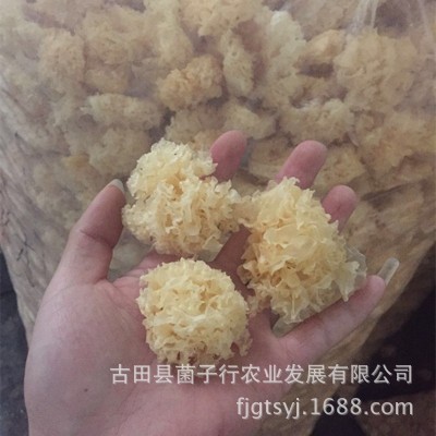 地方特产干货仿椴木小银耳一煮即糯雪耳羹福利团购酒店家庭火锅底图4