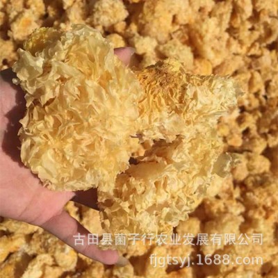 古田银耳块新鲜干货特产批发白木耳雪耳餐饮银耳羹原材料厂家图5
