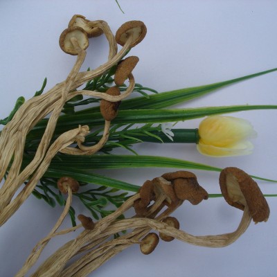 冠发古田特产不开伞茶树菇500g礼袋香嫩干货茶薪菇食用菌批发直销图4