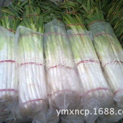 《盒装捆装》 大葱批发 无公害章丘大葱 山东章丘大葱批发图5