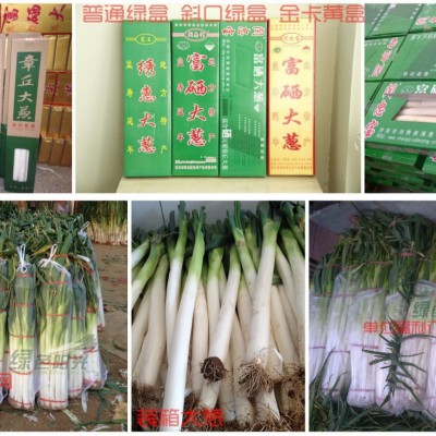 《礼盒装捆装》 章丘大葱 绿色阳光 批发采购 无公害 原产地