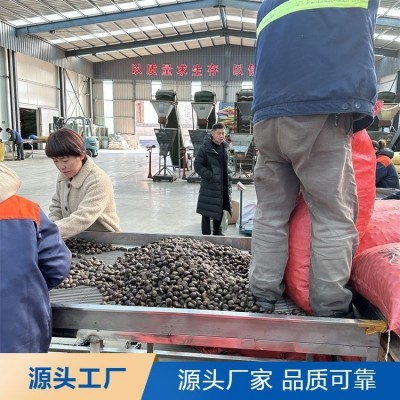 批发 迁 西板栗 零食大标小标栗子 原材料 产地直发