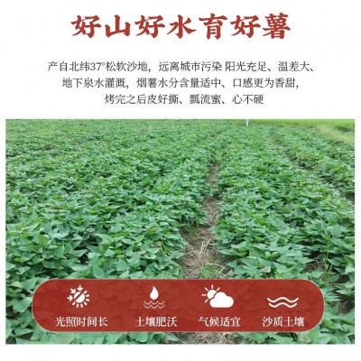 冰烤红薯 带皮软糯袋装冰淇淋甜红薯冷冻甜冰薯 解冻即食烤地瓜图5