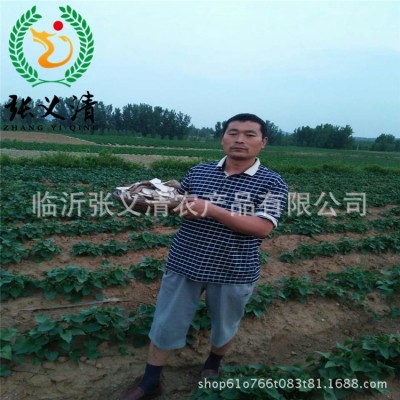 散装甘薯片山东特产红薯片厂家大量批发地瓜干 农副特产甘薯干图4