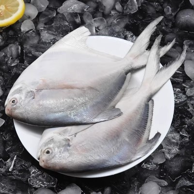 新鲜银鲳鱼金鲳鱼冷冻海鲜水产鲜活海鱼小鲳鱼昌鱼平鱼鲳鳊鱼晶鱼图2